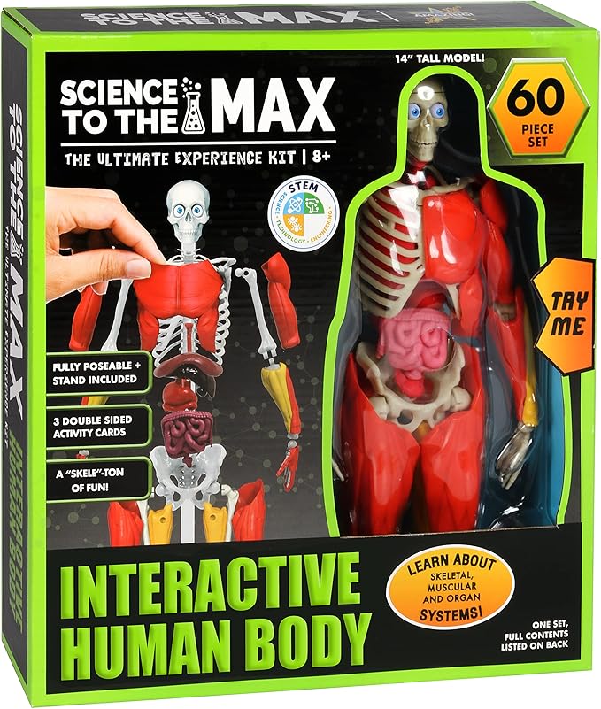 Be Amazing! Toys Interactive Human Body Fully Poseable Anatomy Figure – 14” Tall