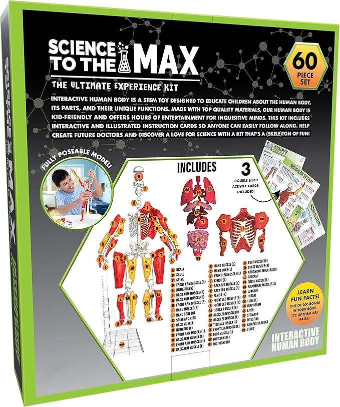 Be Amazing! Toys Interactive Human Body Fully Poseable Anatomy Figure – 14” Tall