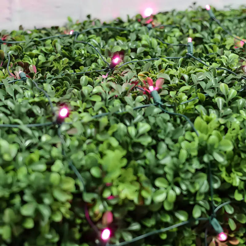5mm 4' x 6' Pink LED Net Lights