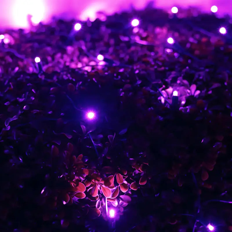 5mm 4' x 6' Purple LED Net Lights