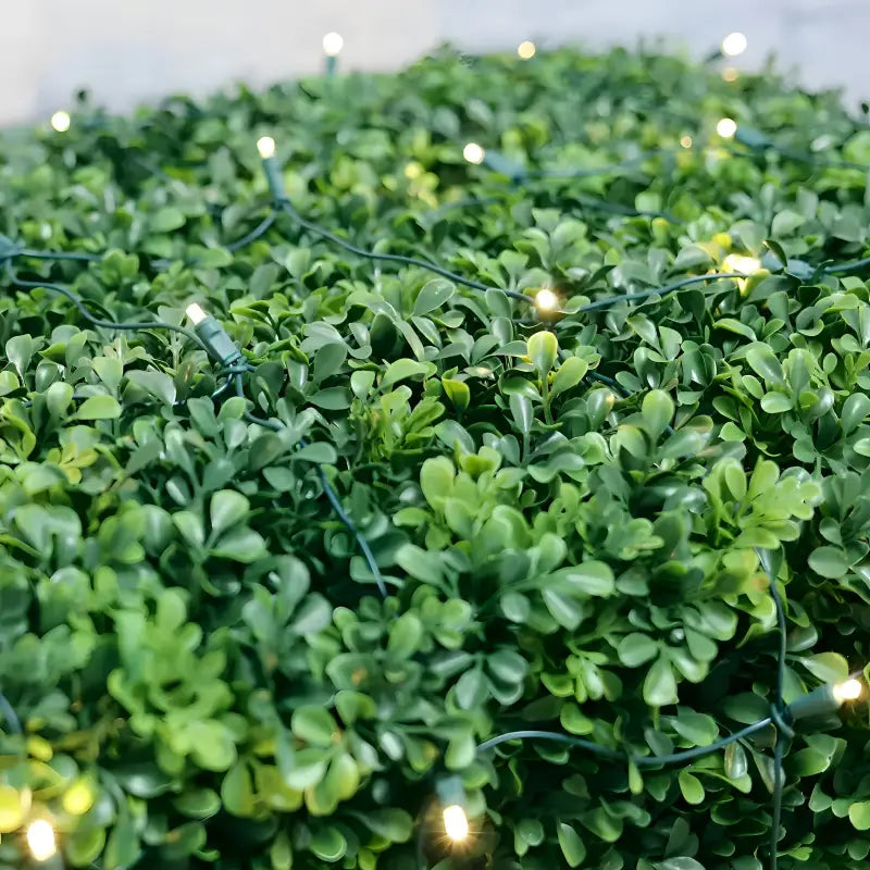 5mm 4' x 6' Warm White DreamSpark Smooth Fade LED Net Lights